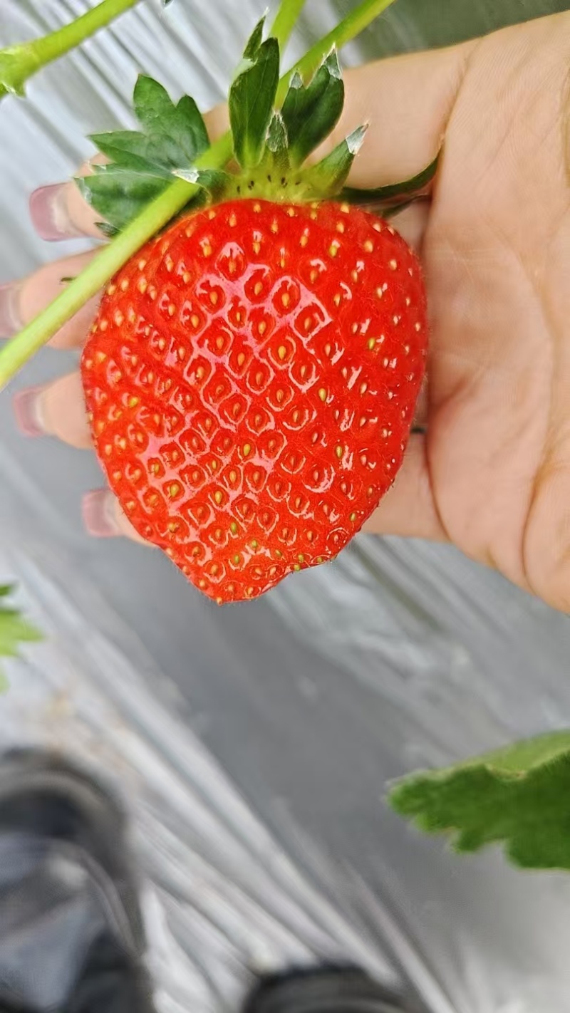 草莓来了
