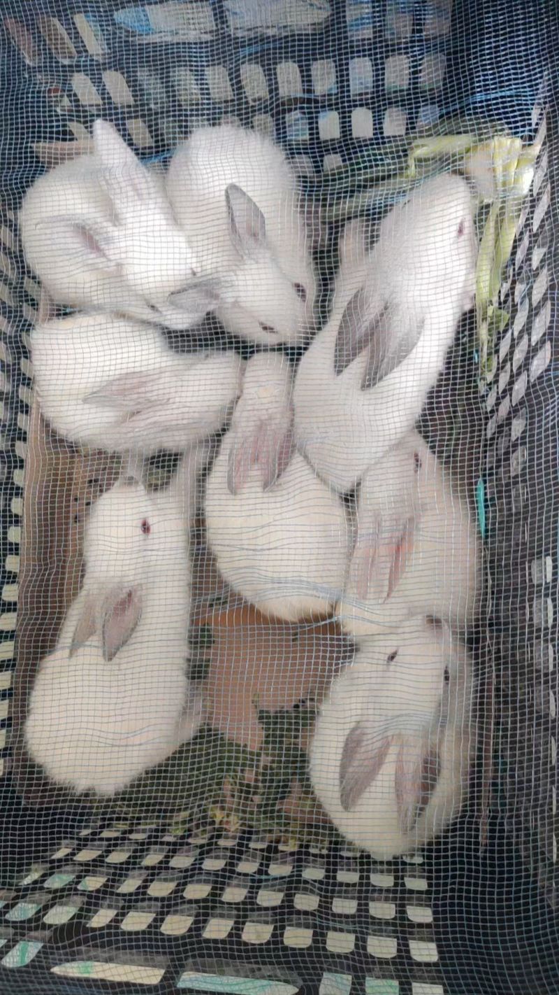 兔子