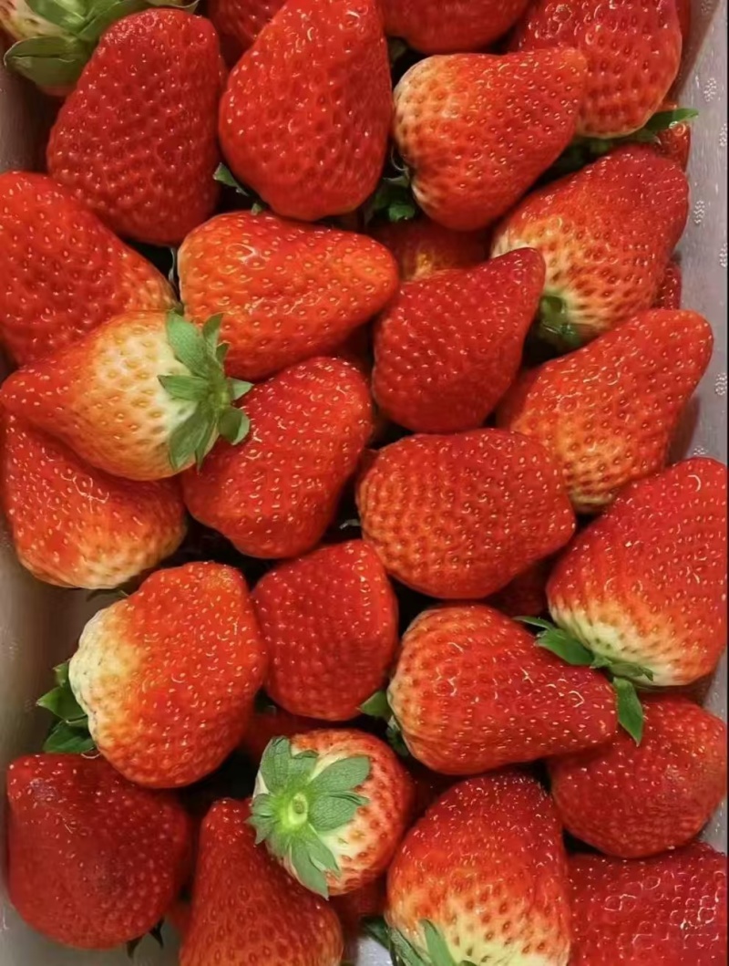 草莓来了