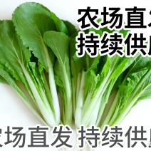 河北石家庄种植场直供。量大供应。