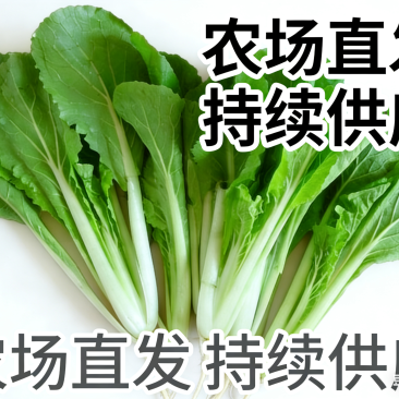 河北石家庄种植场直供。量大供应。