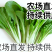 河北石家庄种植场直供。量大供应。