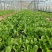 河北石家庄种植场直供。量大供应。