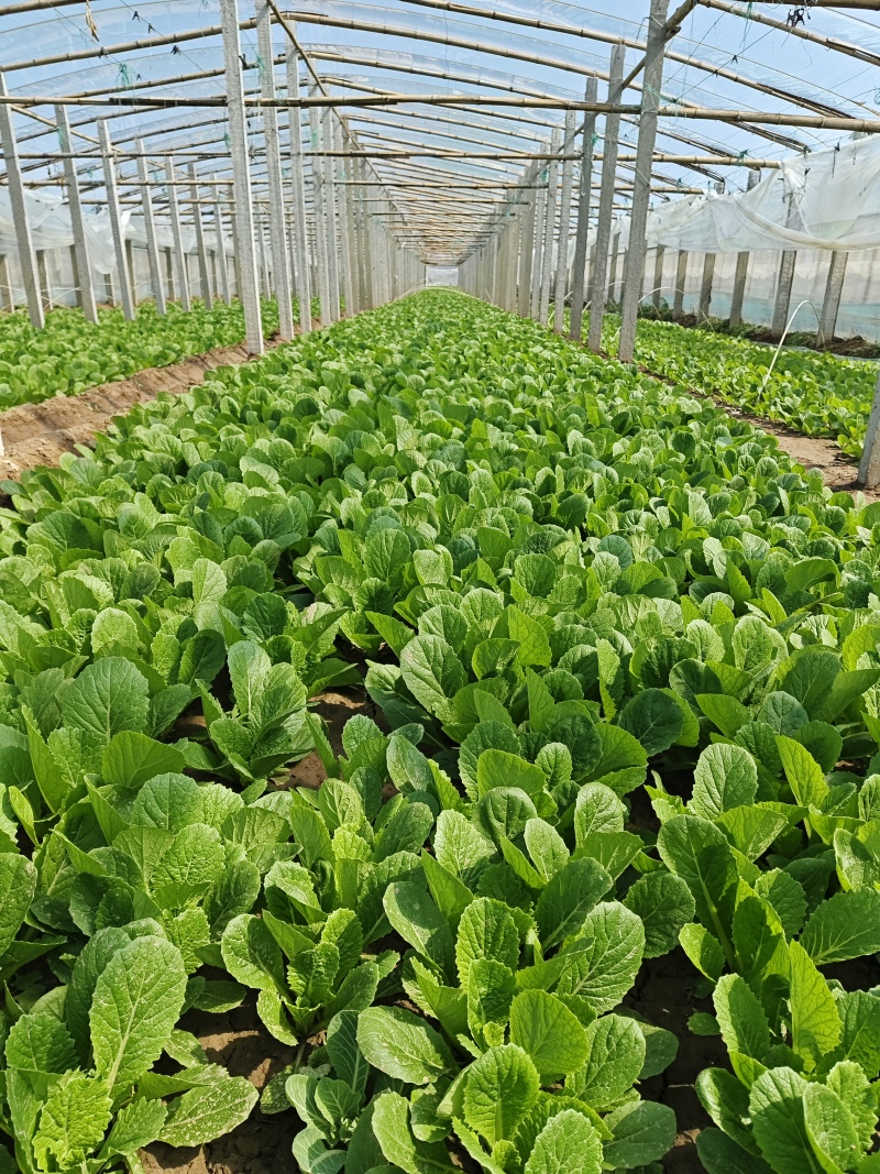 河北石家庄种植场直供。量大供应。