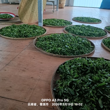 普洱茶（高杆）