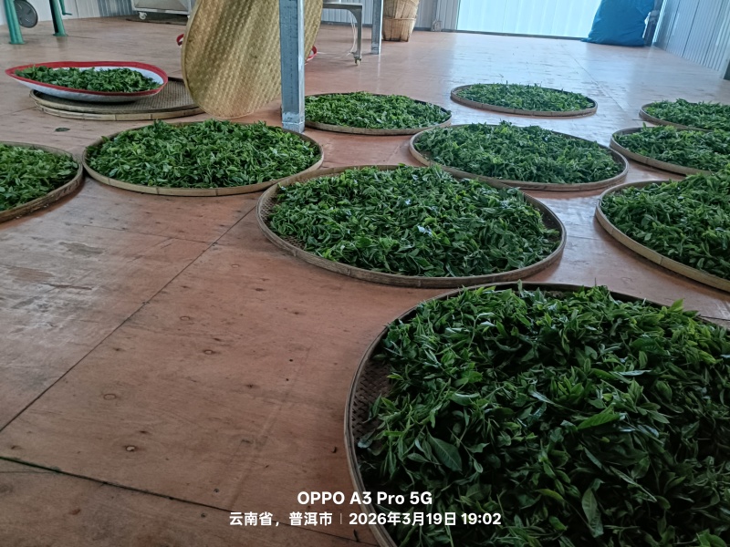 普洱茶（高杆）