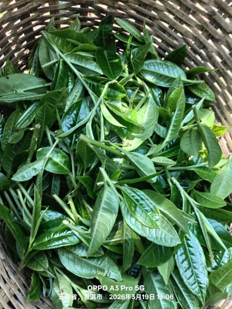普洱茶（高杆）