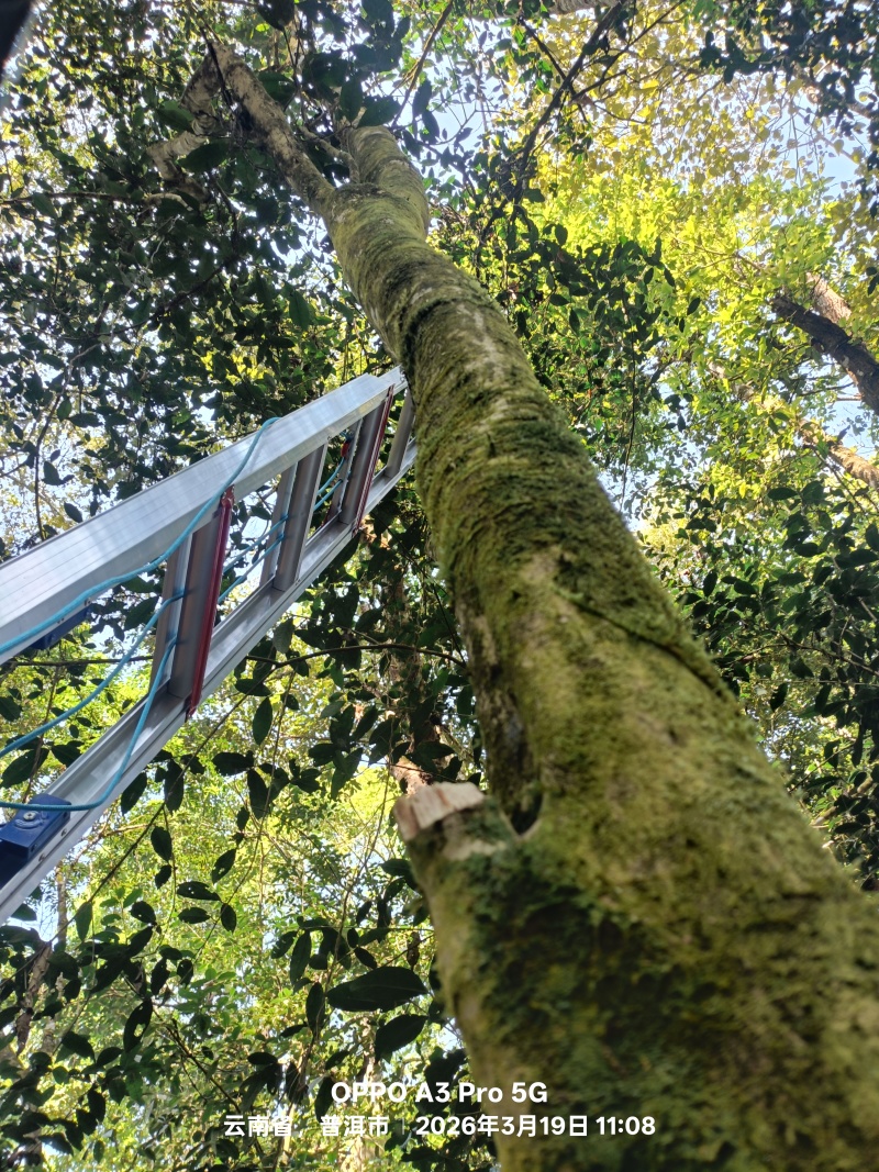 普洱茶（高杆）