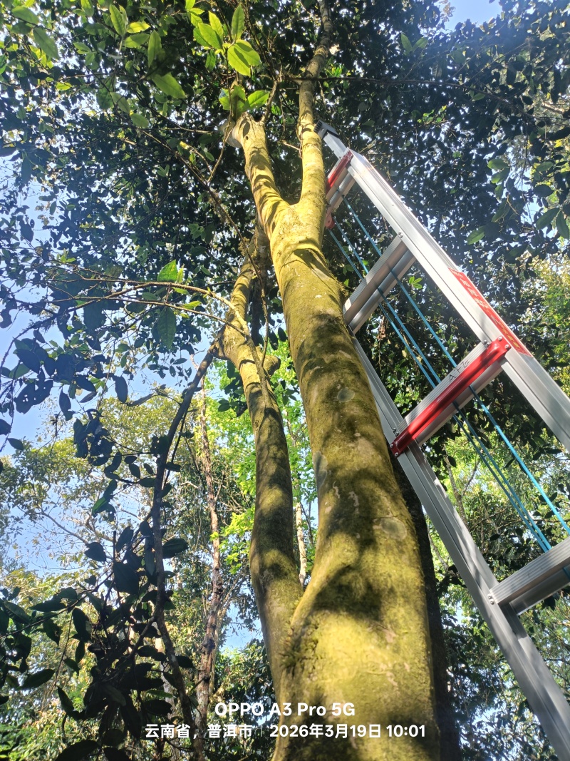 普洱茶（高杆）