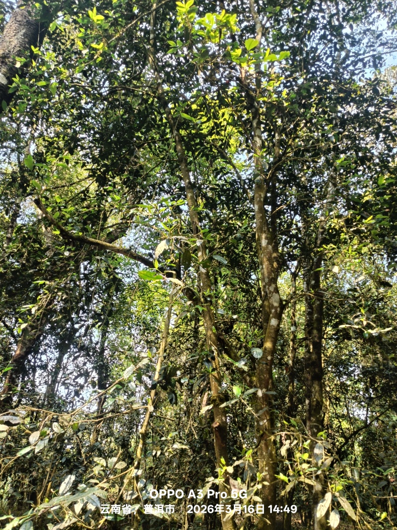 普洱茶（高杆）
