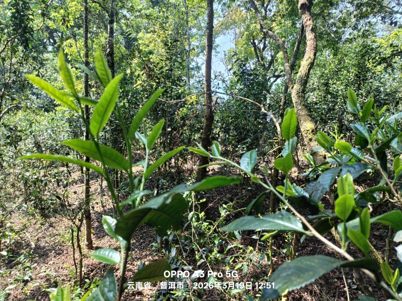 普洱茶（高杆）