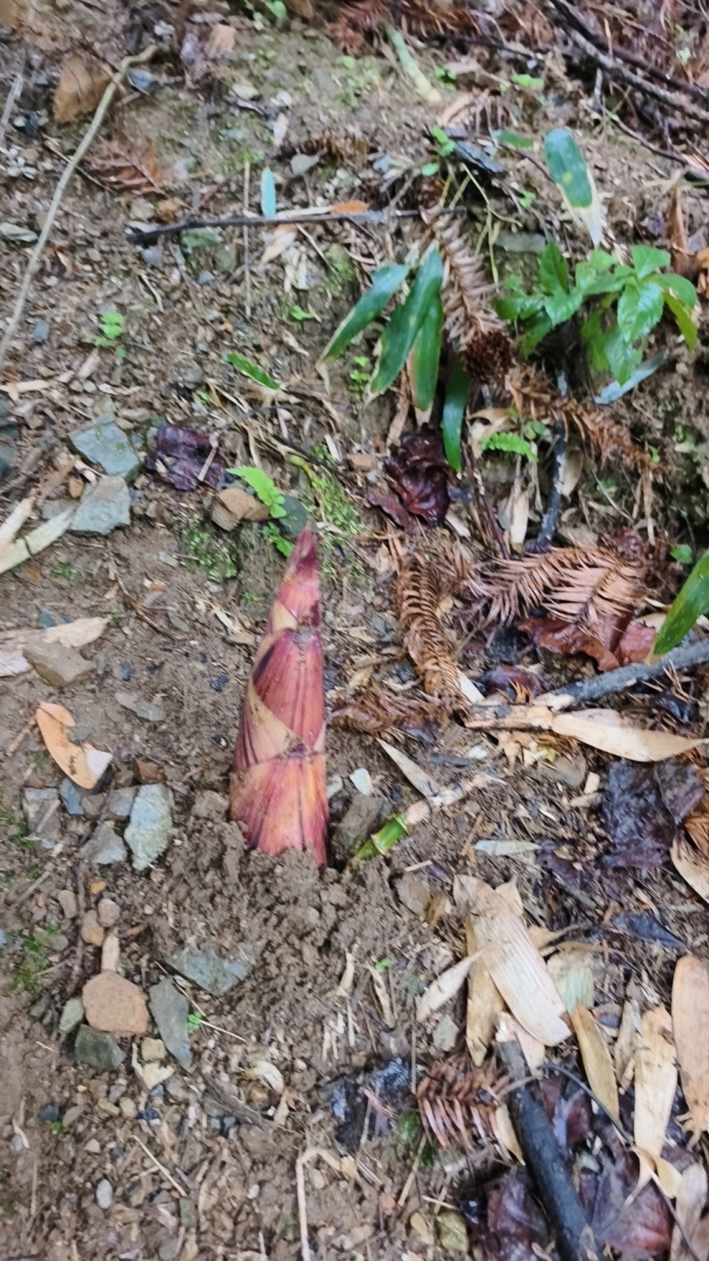 广西桂林高山摆竹笋大量有货欢迎咨询订购