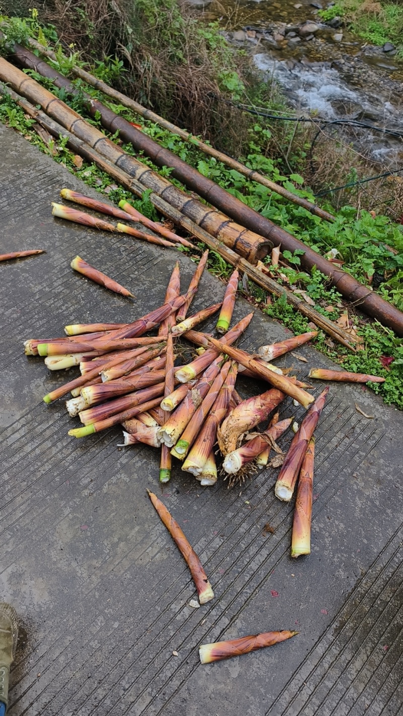 广西桂林高山摆竹笋大量有货欢迎咨询订购