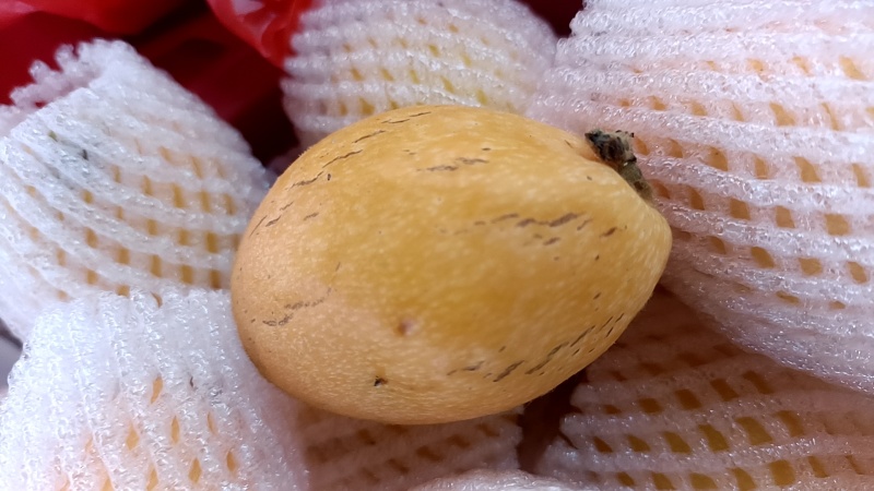 漳州云霄枇杷