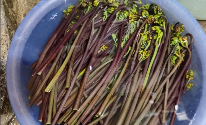贵州高山野蕨菜