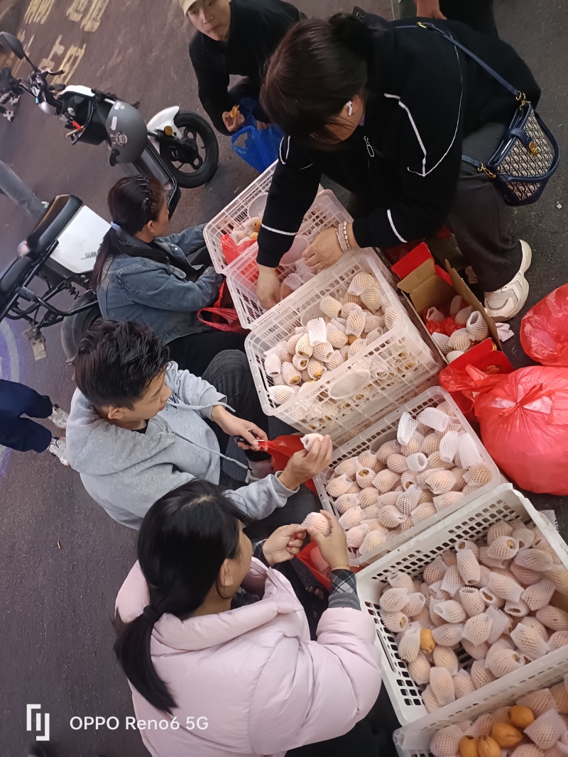 漳州云霄枇杷