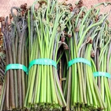 野生蕨菜