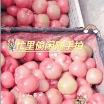 硬粉西红柿