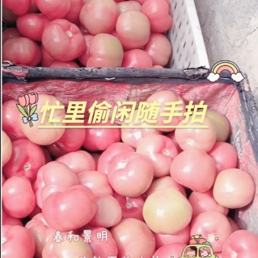硬粉西红柿