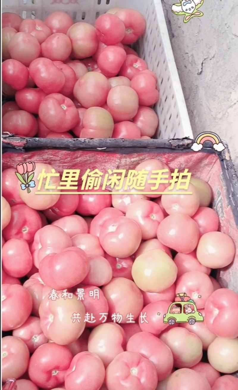硬粉西红柿