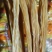 久泡不软精品腐竹，腐竹段