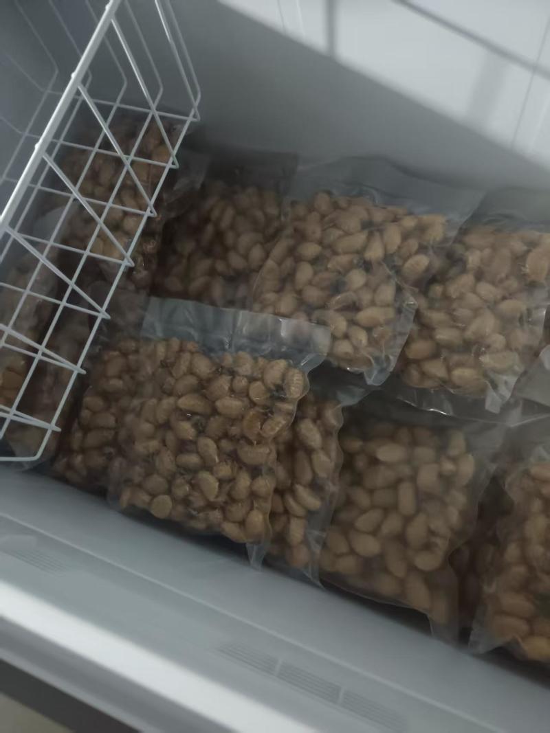 竹虫批发零售