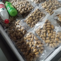 竹虫批发零售