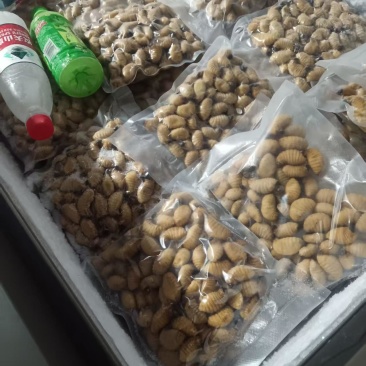 竹虫批发零售