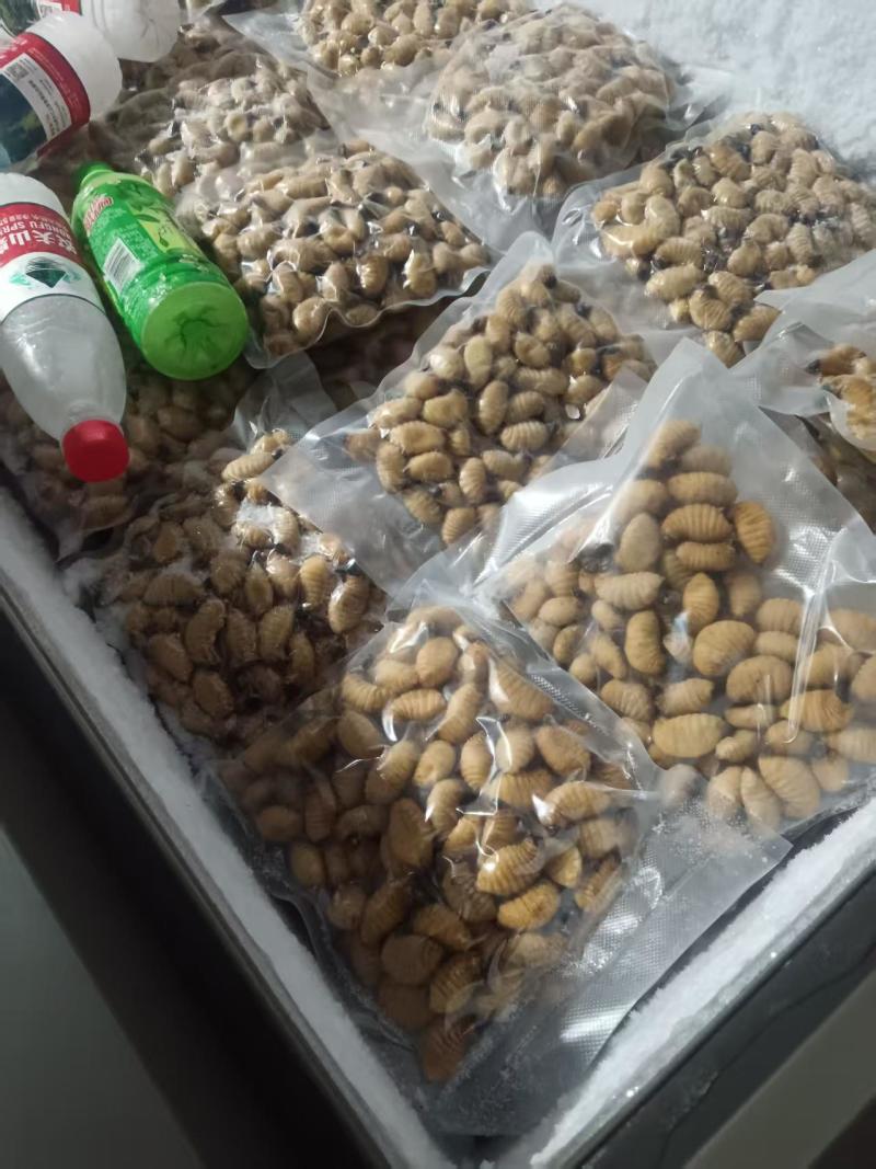 竹虫批发零售
