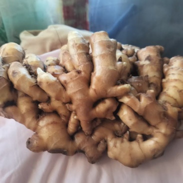小黄姜
