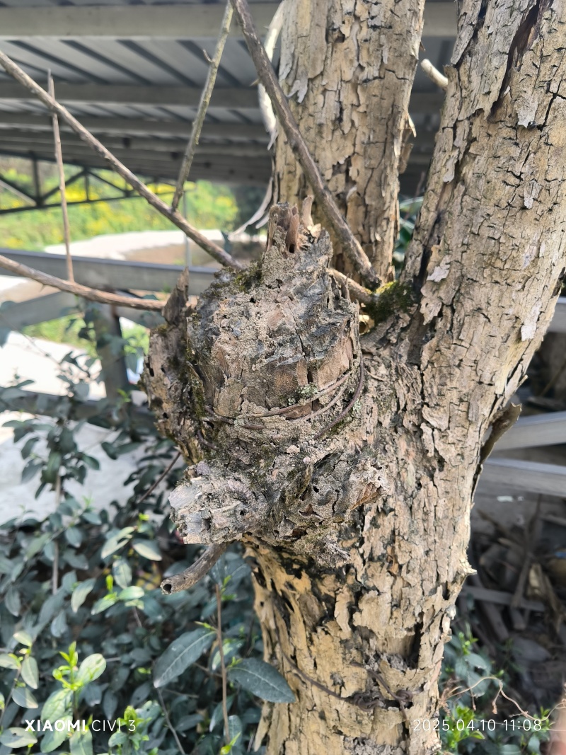 野生干刺桑木，直径26厘米，雕刻专用
