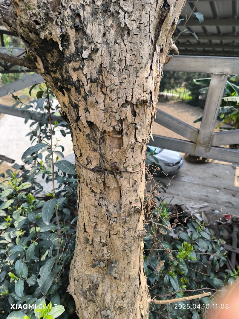 野生干刺桑木，直径26厘米，雕刻专用