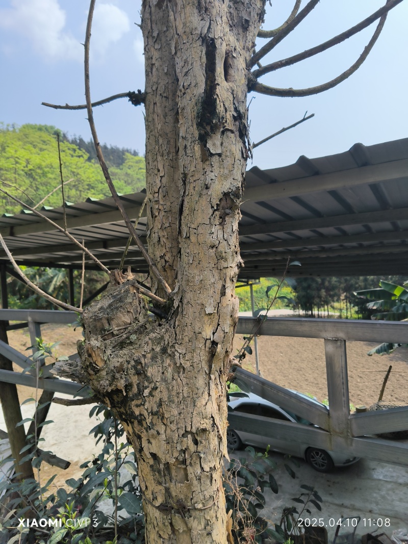 野生干刺桑木，直径26厘米，雕刻专用