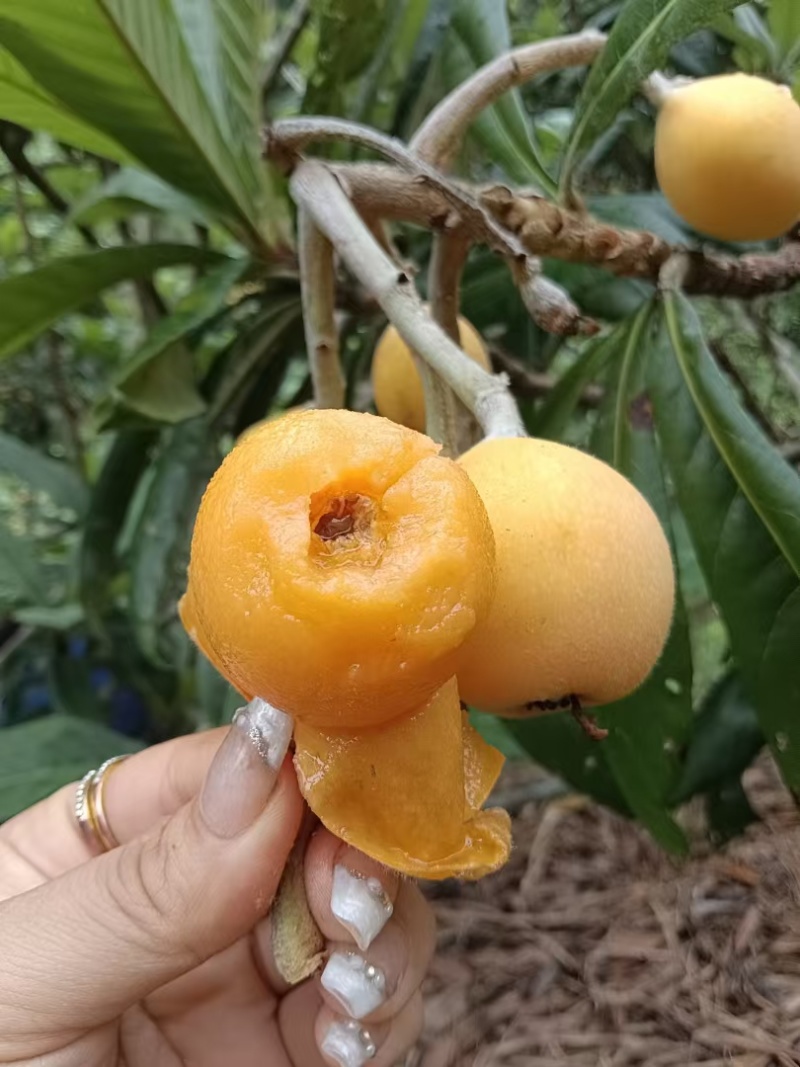 枇杷