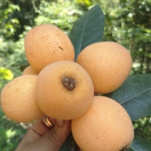 枇杷