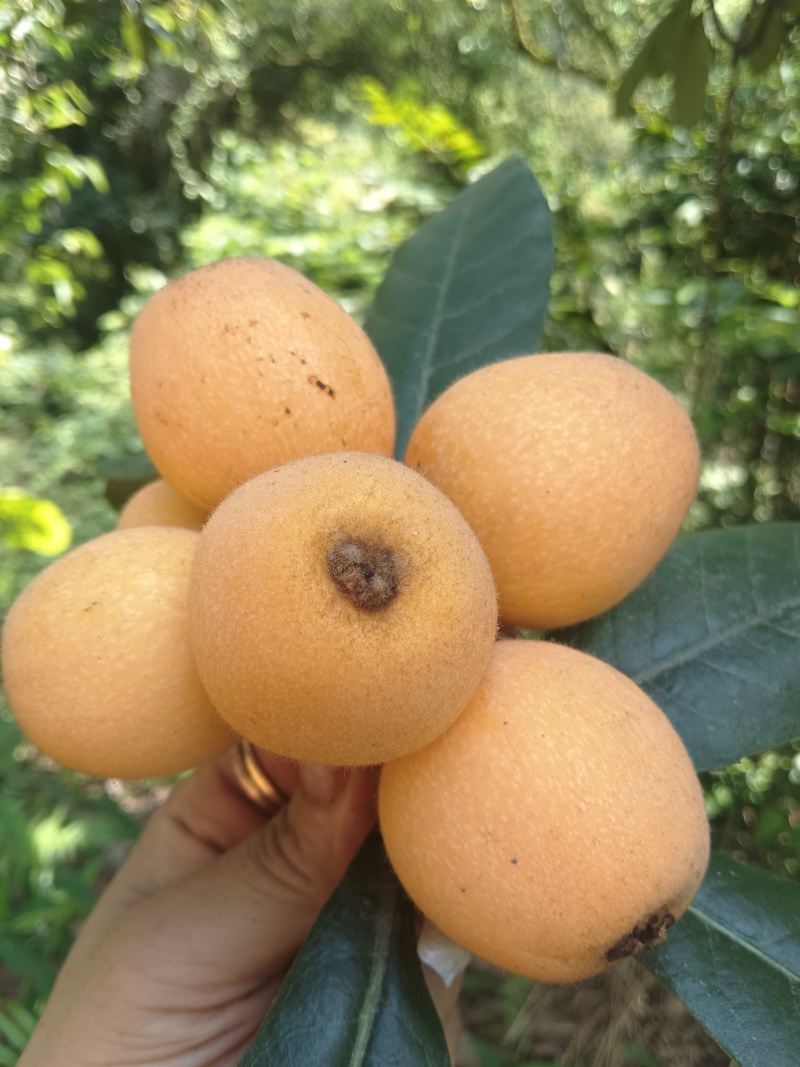 枇杷