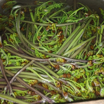 贵州野山货新鲜甜蕨菜紫蕨菜