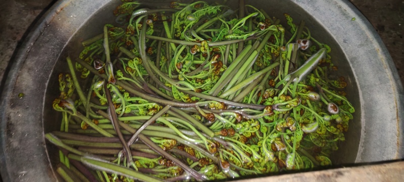 贵州野山货新鲜甜蕨菜紫蕨菜