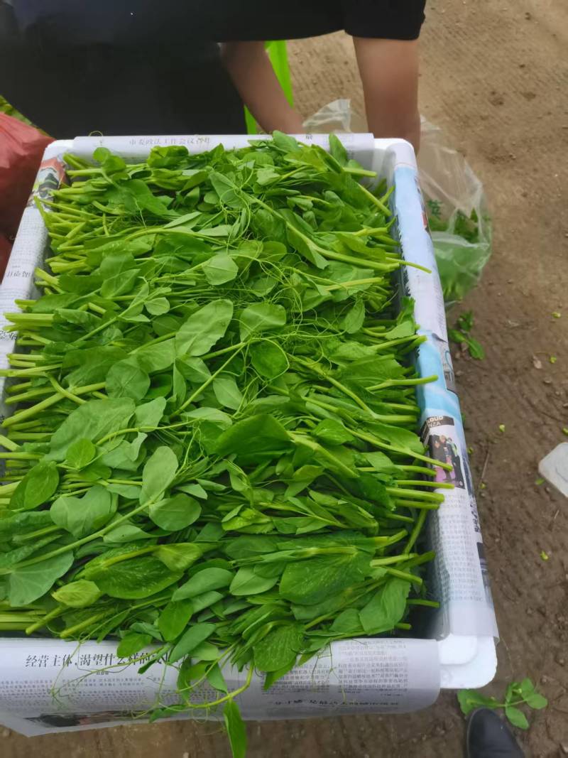 精品豌豆尖，一叶一心