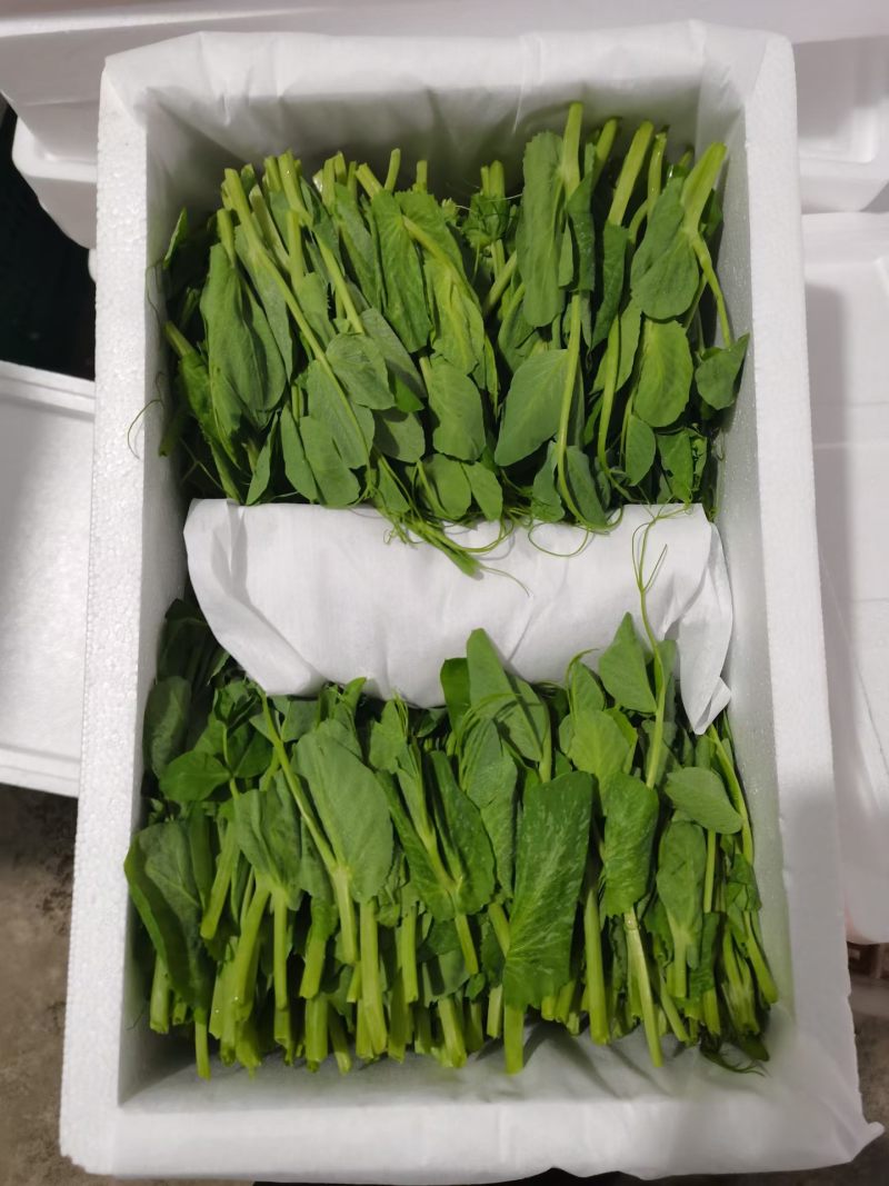 精品豌豆尖，一叶一心