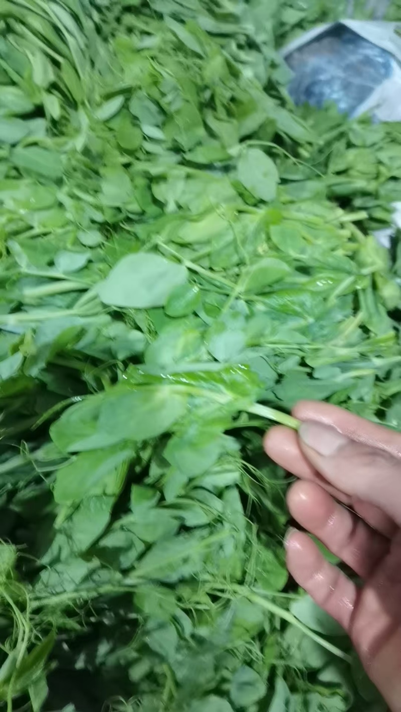 精品豌豆尖，一叶一心