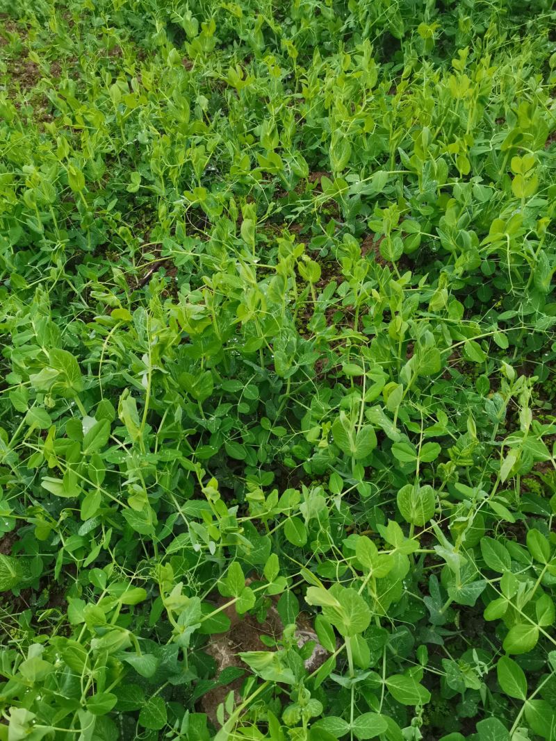 精品豌豆尖，一叶一心