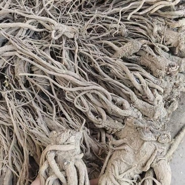 甘肃药材