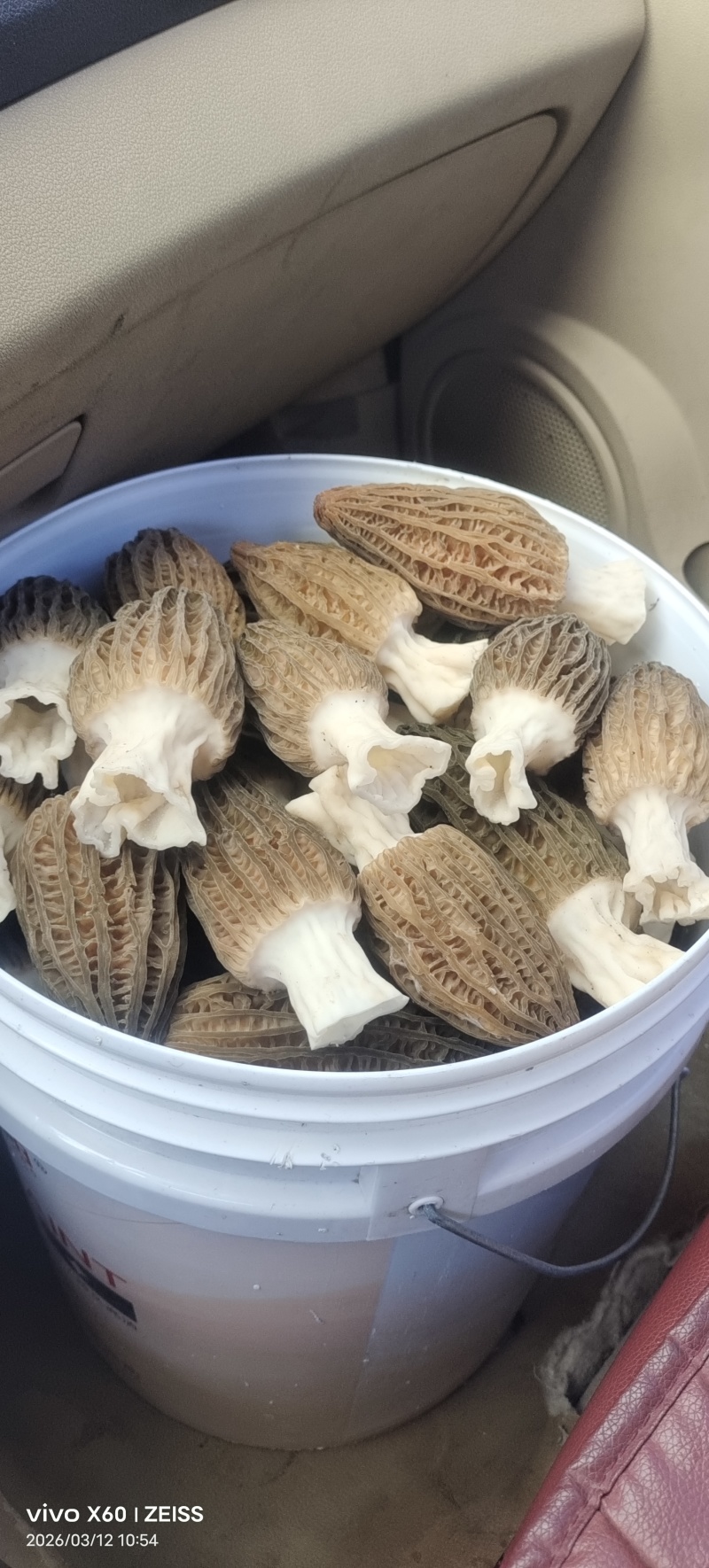山东羊肚菌