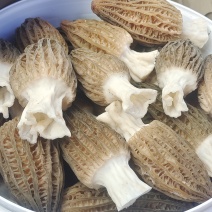 山东羊肚菌