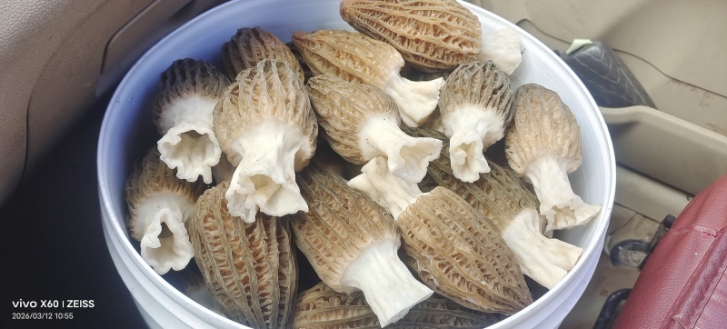山东羊肚菌
