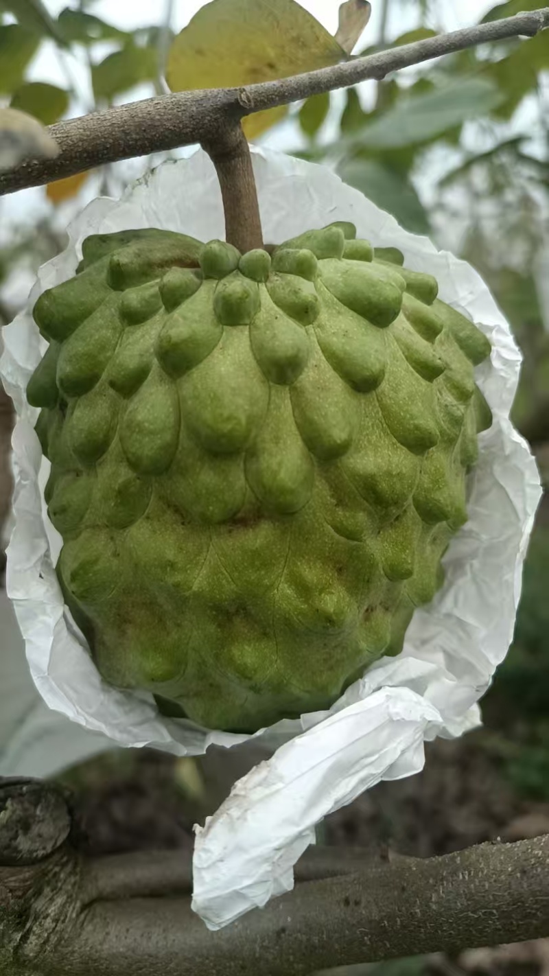 释迦果支持批发电商代发