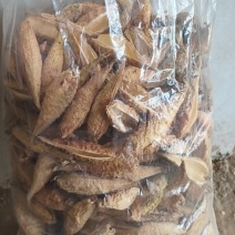 天浆壳