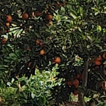 塔罗锅血橙