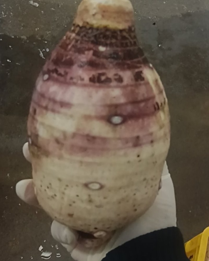 贺州香芋